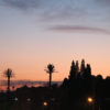 Sunset over palm trees in Marrakech, Morocco