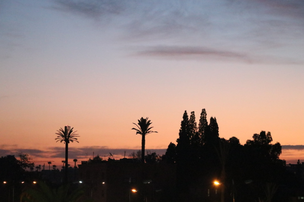 Sunset over palm trees in Marrakech, Morocco